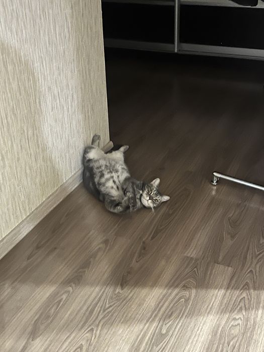 Отдадим в надежные и добрые руки