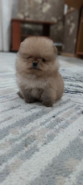 Шпиц мальчик супер миник