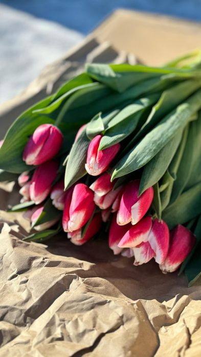 Свежие закрытые тюльпаны