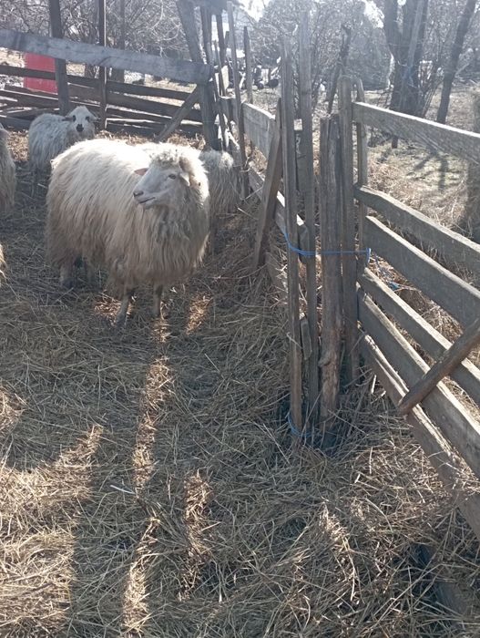 Vand berbec tânăr și o oaie cu miel