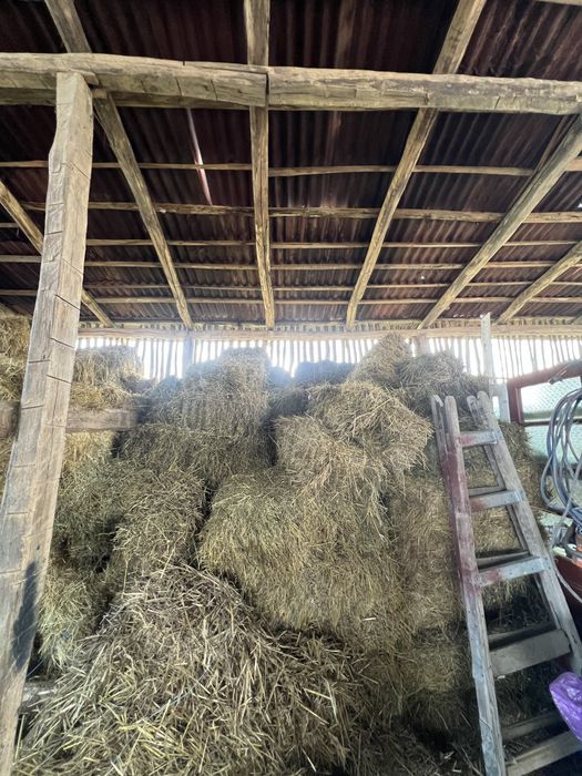 Vând baloții lucerna