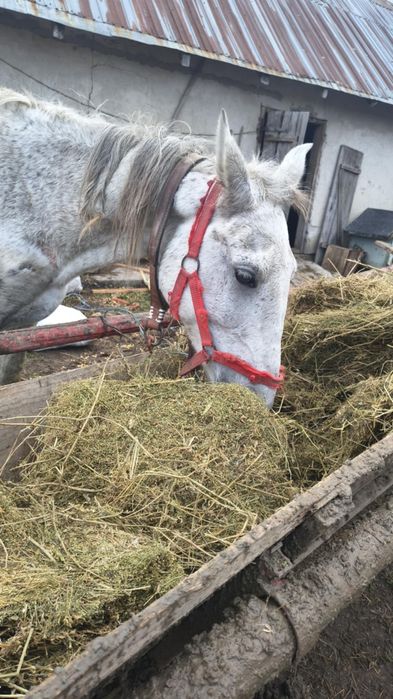 Vând iapa , are 10 ani merge foarte bine la orice
