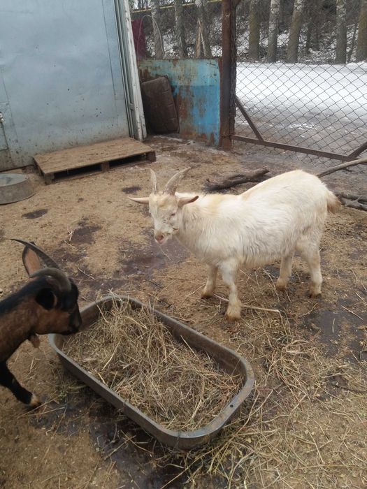 Продам коз и козлят
