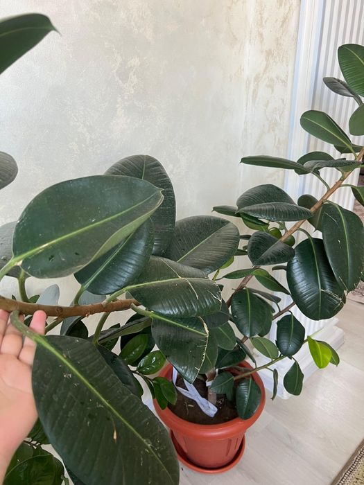 Продам цветы)