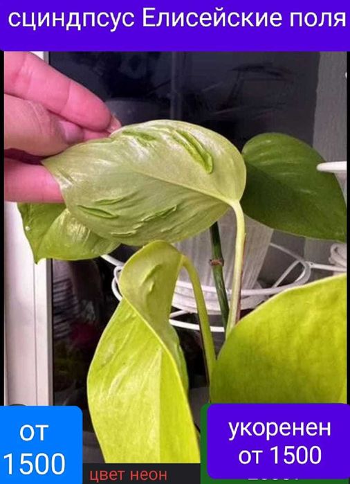 Продам красивый цветок