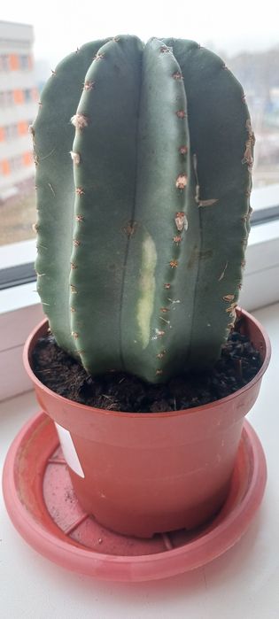 Кактус  цереус красивый