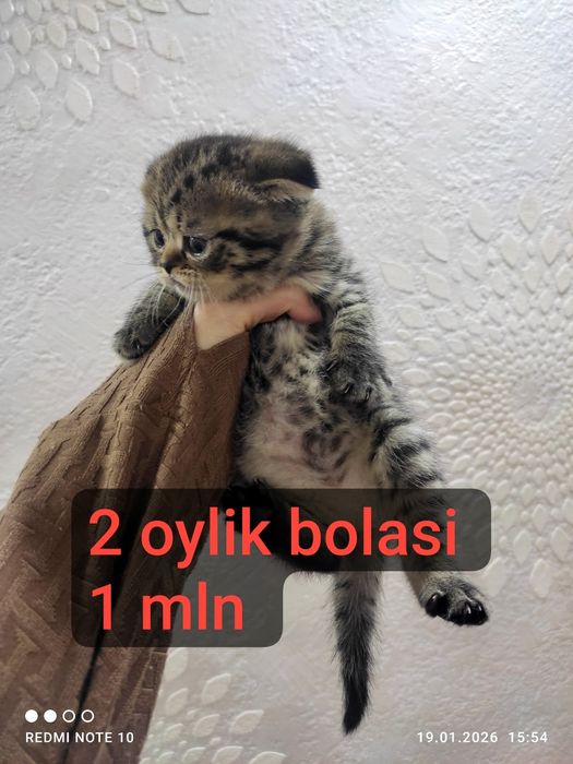 Mushuk bolasi zotli