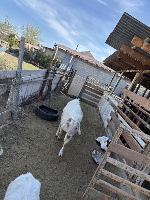 Заанинский козел породистый возможен обмен