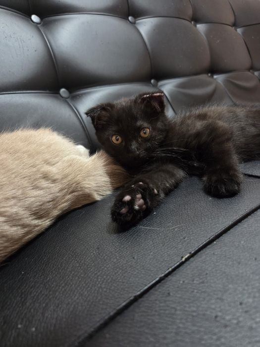 Котёнок 2 месяца вислоухий