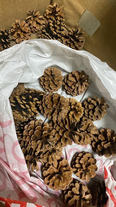 Продам сосновые шишки