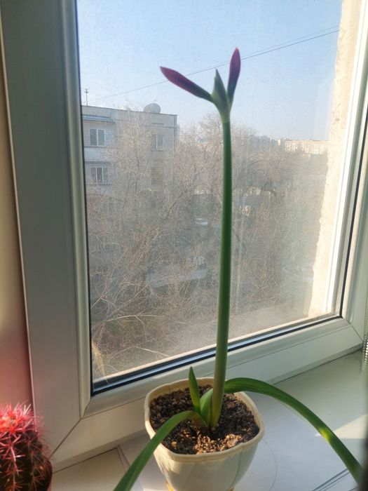 Продам цветок комнатные