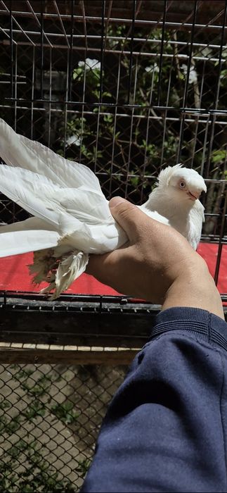 Гулбадам самецццц