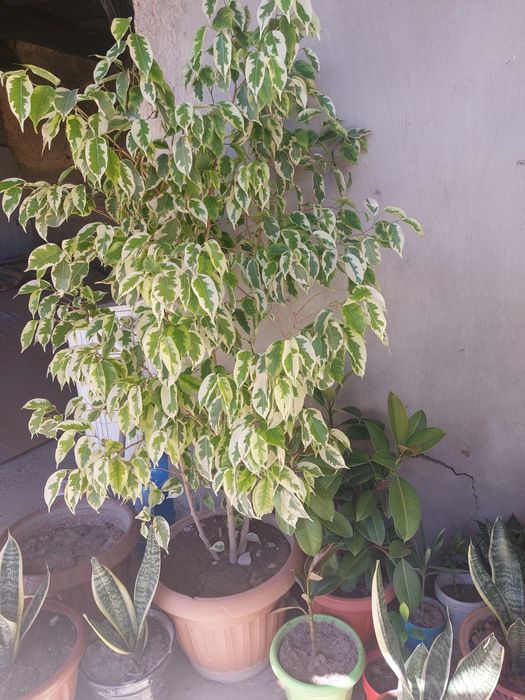 Цветы разные виды