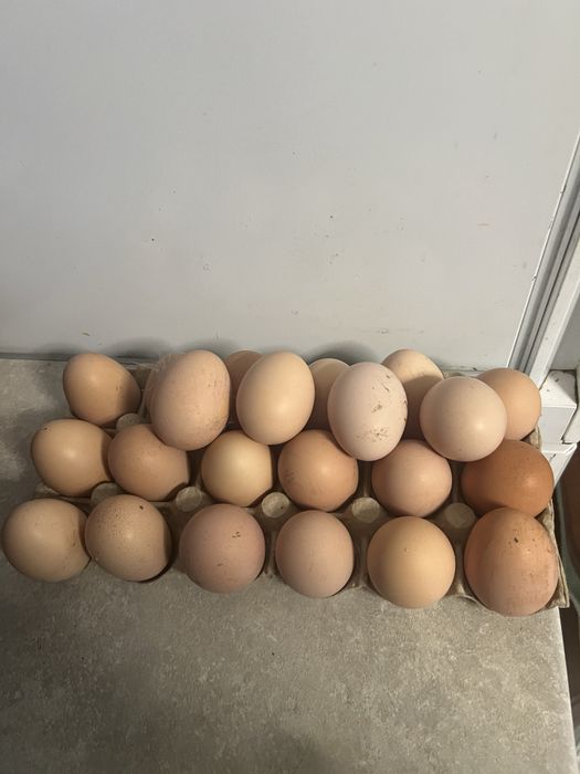 Ouă proaspete de casă