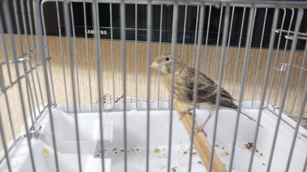 Канарейка сотилади