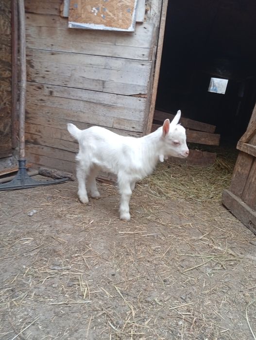 Vând  capra  sanen și alpin franceză