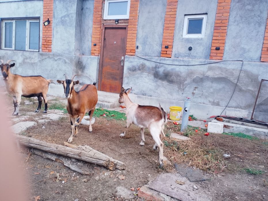 Vând capre rasa carpatină