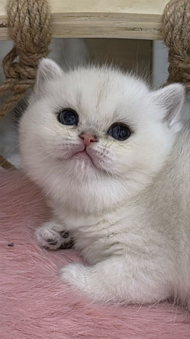 Британская шиншилла!