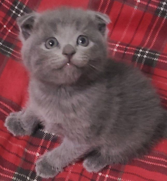 Продаются породистые  кошки окрас  серый британские