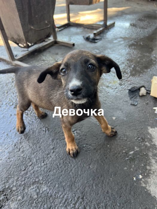 Отдам Щенят в добрые руки
