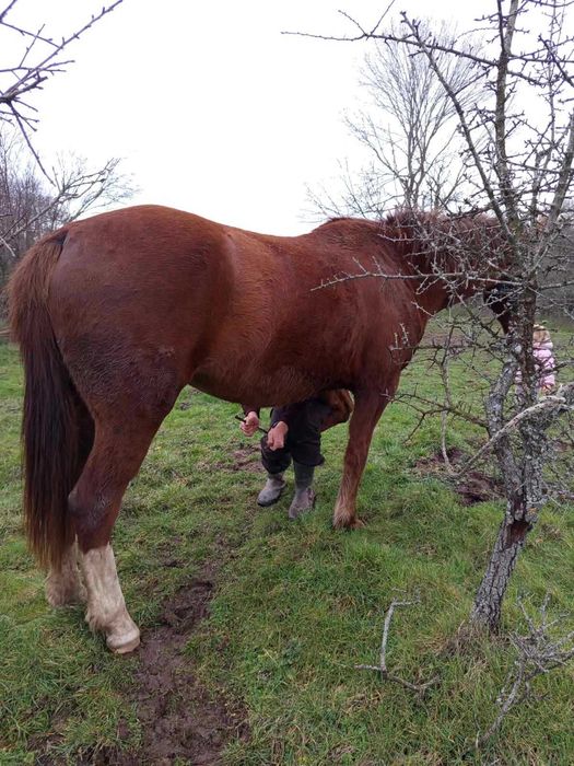 Женски кон / кобила