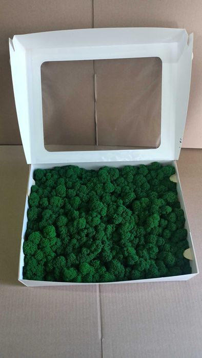 Мох стабилизированный, ягель