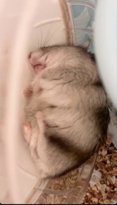 Хомяк со всем приданным