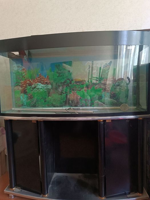 Baliqla uchun akvarium