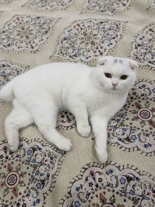 Срочно продаю кота!