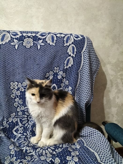 Кошка стерлизованная