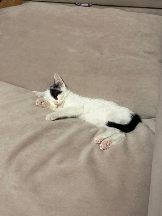 Отдам котенка, мальчик