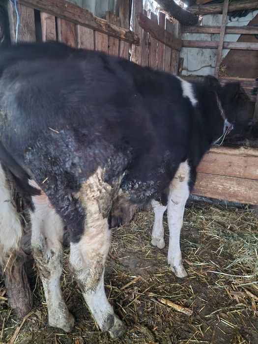 Vand 2 tăurași buni !