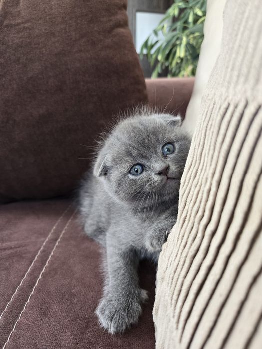 Сладко клепоухо мъжко коте