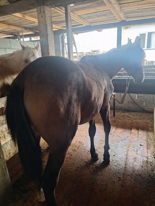 Дөнендер сатылады