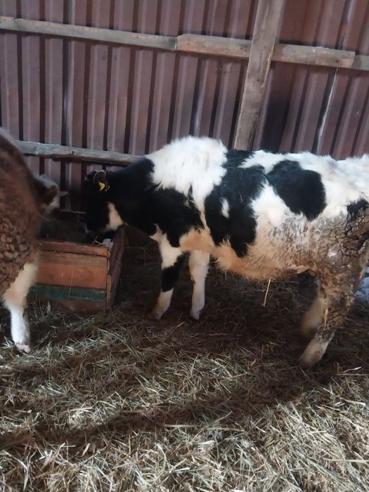 Продам КРС (бычки, 6 голов, 9-11мес))