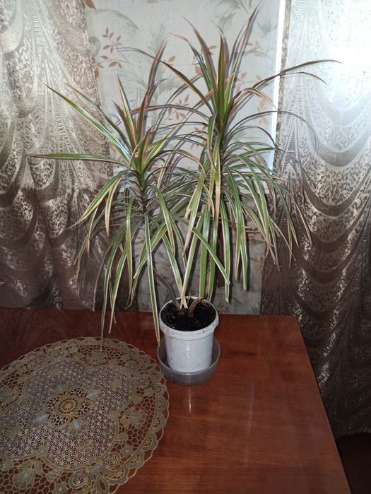 Драцена триколор!