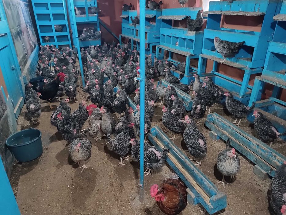 Pui de Vânzare și Servicii de Incubație Martie 2026