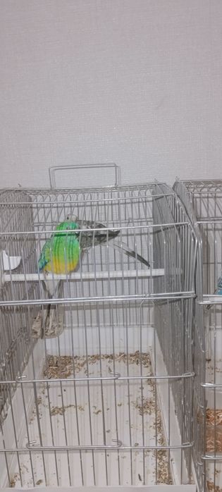 Papugay bor qush olaman dib yurganla boʻsa aron narxda bervoraman 8 ta