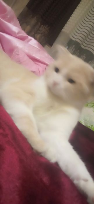 Скоттиш полукровка