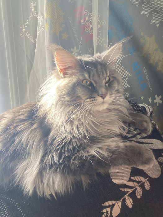 Продам мейн куна!