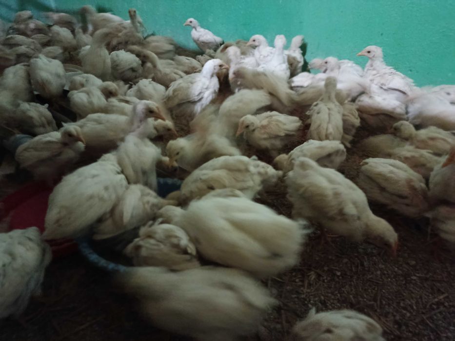 ОПТОМ Жужалар сотилади