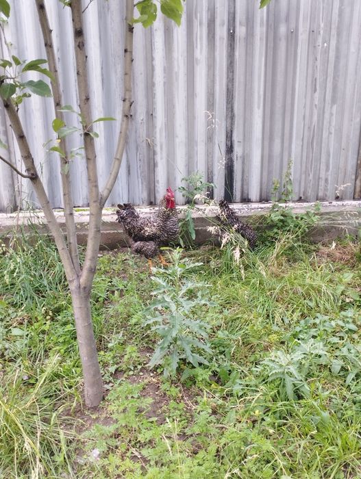 Продам парочку курей рябых