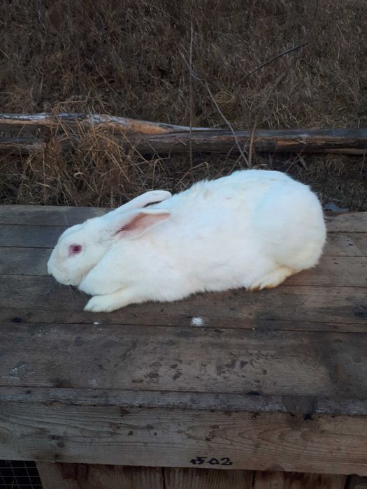 Vand femele gestante de iepure, rasa Hycole