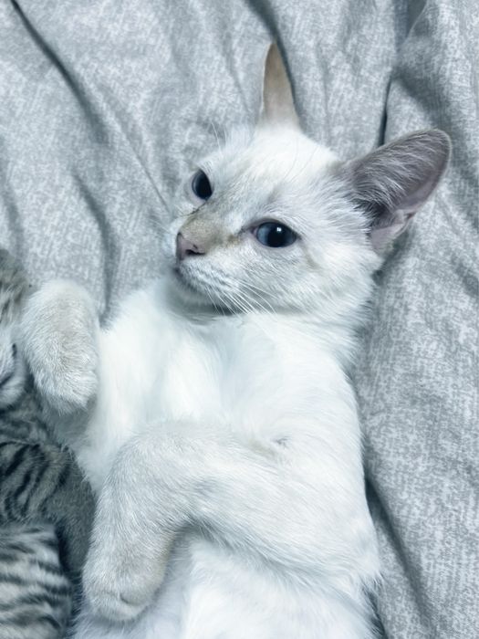 Отдам котенка в добрые руки