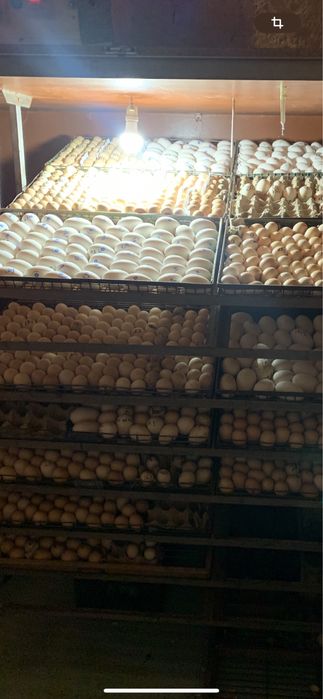 Инкубатор хизмати услуга инкубатора