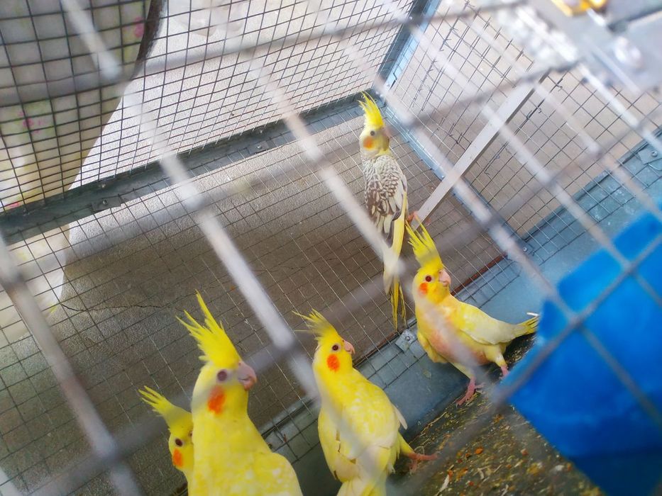 Karela tóti sotiladi Тути карела сотилади