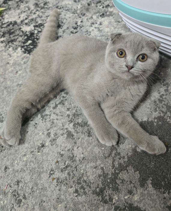 Pui de pisică Blue, 3 luni, vaccinați