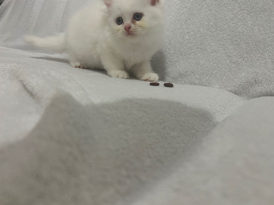 British Longhair White