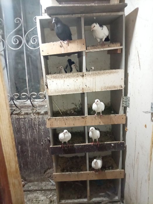 Продаю все голубые