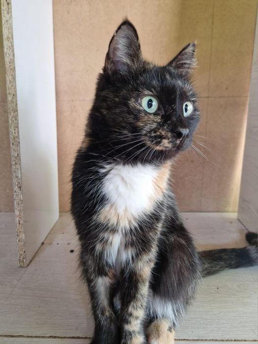 Котята разных пород